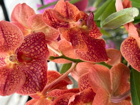       Close-up of pink and orange flowers.
  