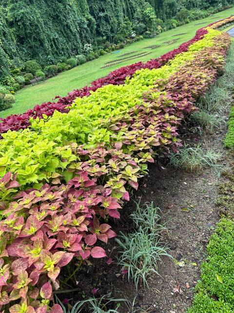 Close-up of a colorful flower bed.