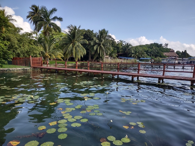       Wooden dock on a scenic waterbody with palm trees.
  