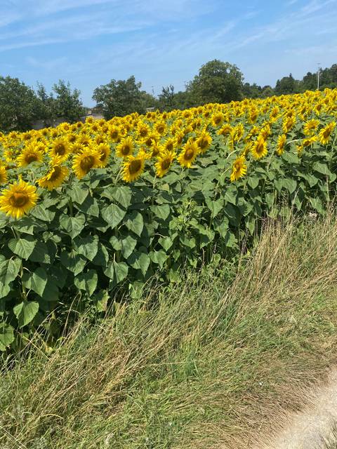 Field of sunflowers.