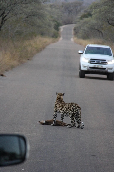 A leopard walking on a countryside road with a car in the distance.