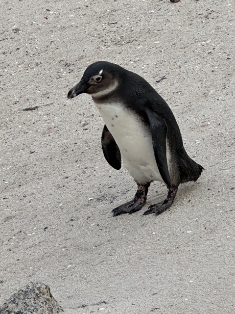 A penguin walking on a sandy beach.