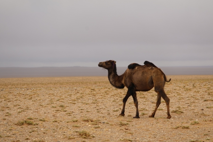 Camel walking in a vast desert landscape under cloudy sky.