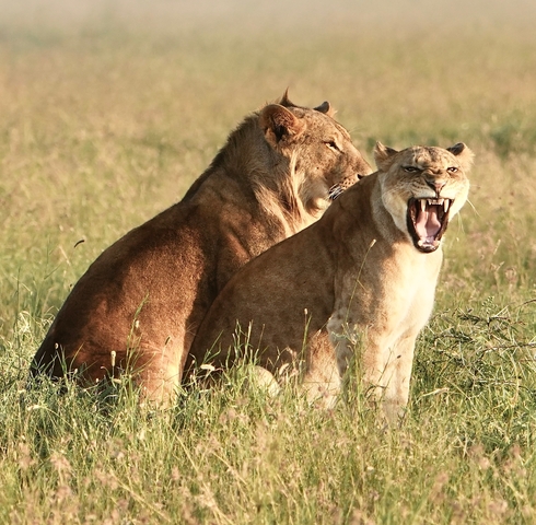 Two lions in savannah grassland with one roaring.