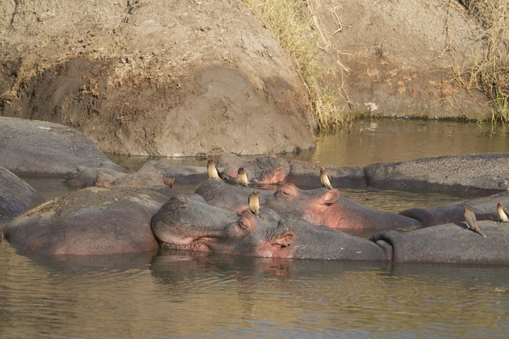 Hippopotamuses in water with birds perched on their backs.
