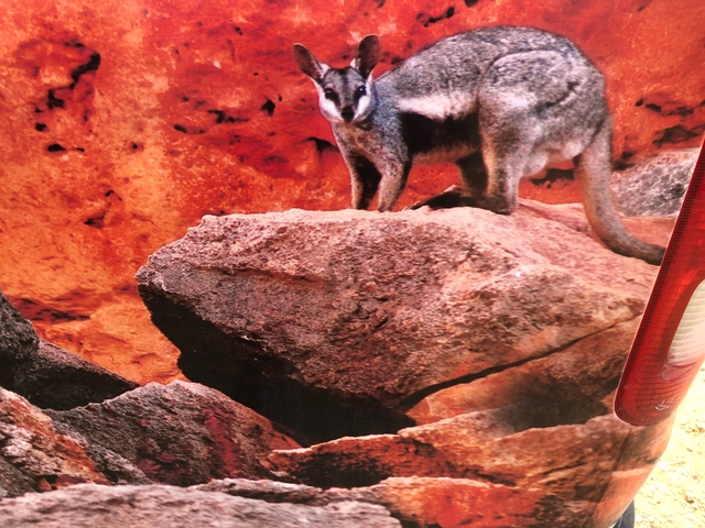 Close-up of a rock wallaby on rocky terrain.