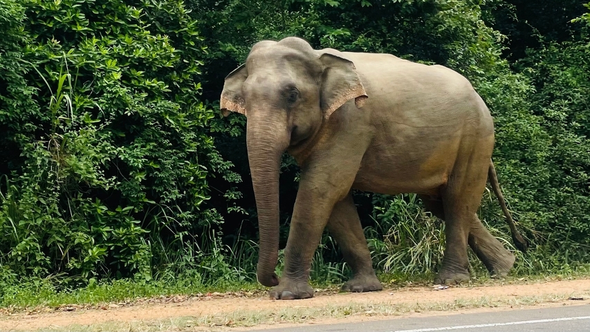 A lone elephant walking along a forested road.
