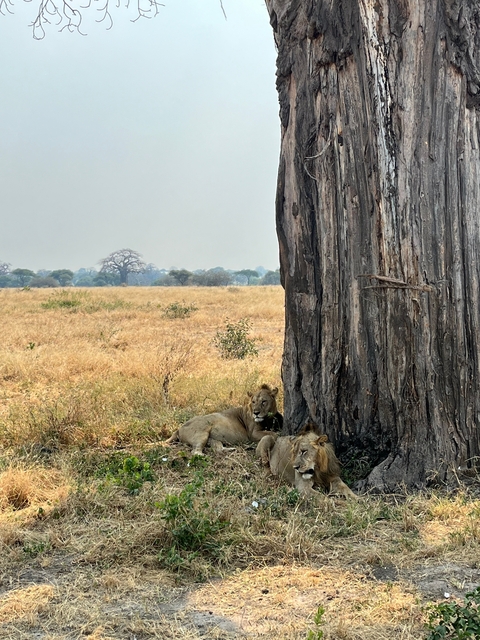 Lions resting under a tree in a savannah landscape.