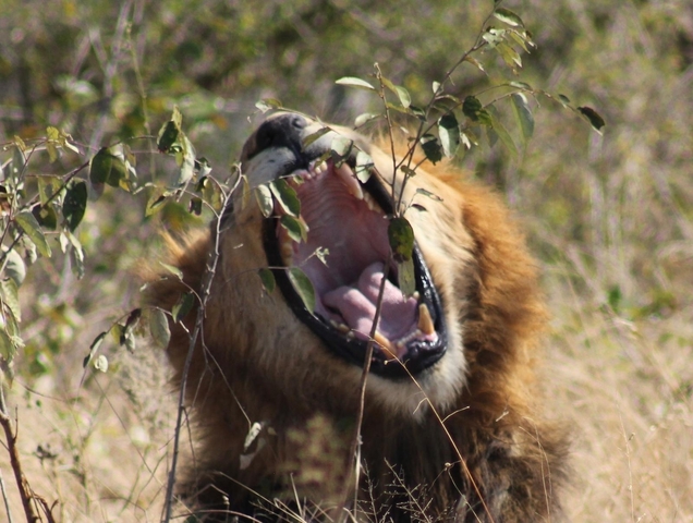       Lion yawning in the grass with its mane visible.
  