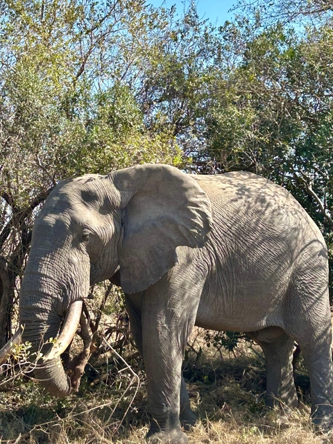       Close-up of an elephant in a natural setting.
  