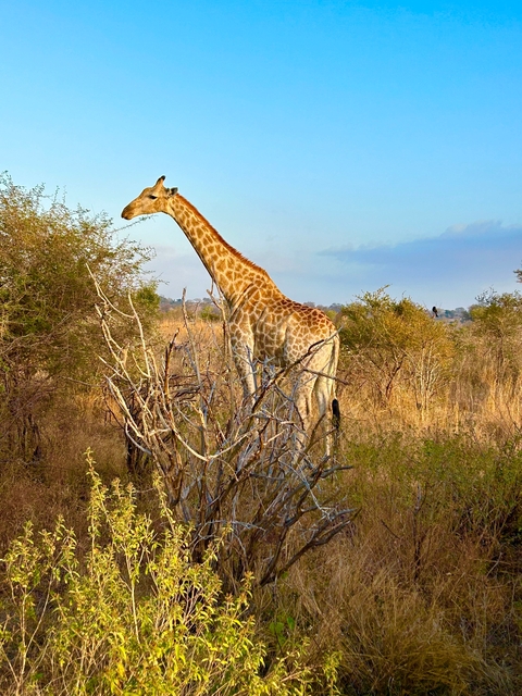 Giraffe standing among dry bushes in a savannah.