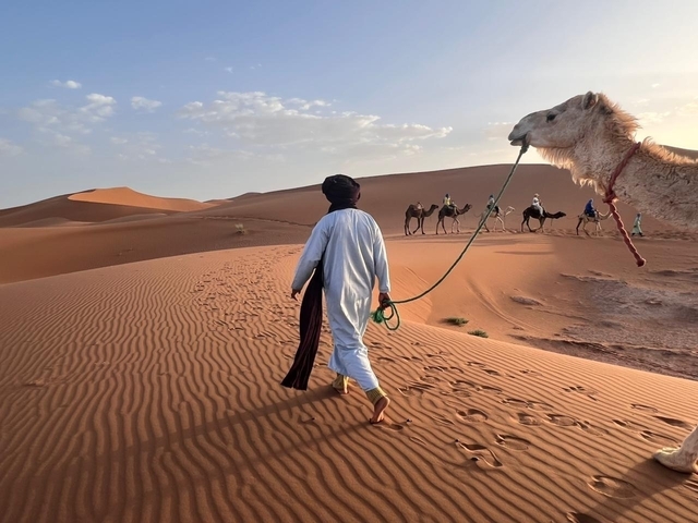 Guide leading camels through the desert at sunrise with a line of tourists.