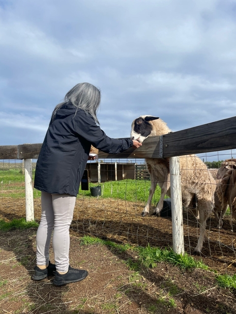       Person feeding a sheep at a farm.
  
