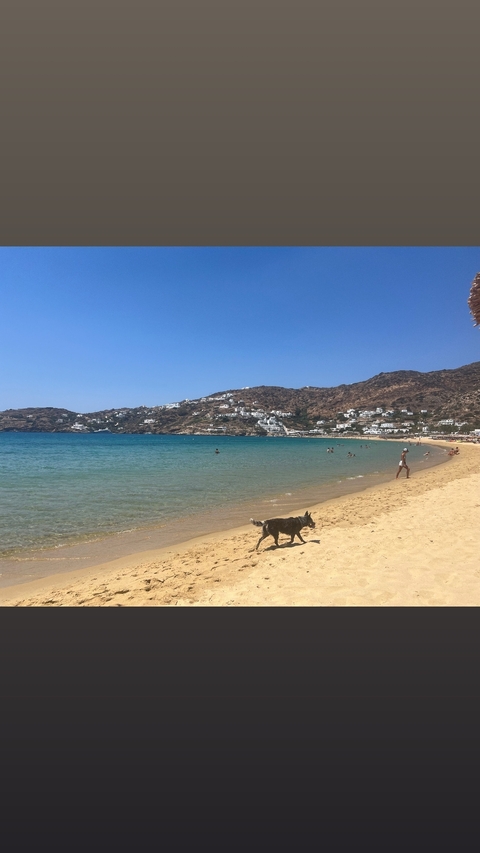 Beach with people swimming and a dog playing on the shore.