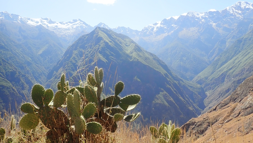 Mountain view with cacti in the foreground.