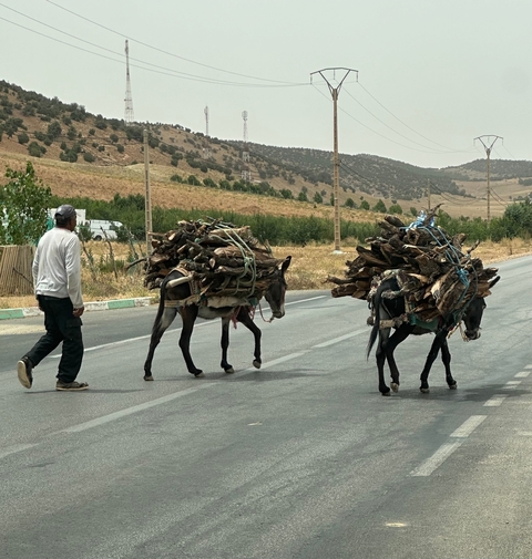       Person walking with two donkeys carrying bundles of wood.
  
