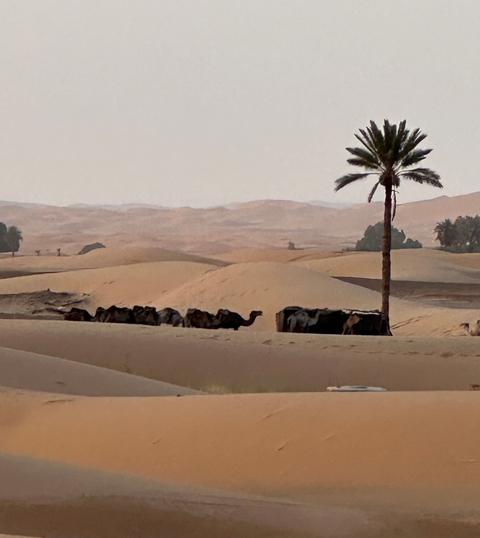       Desert scene with palm tree and camels in the distance.
  