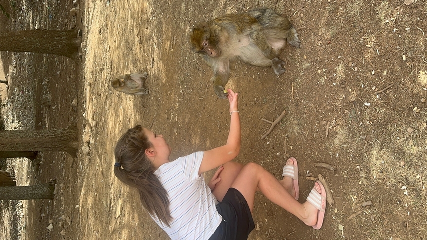       Child interacting with monkeys in a wooded area.
  