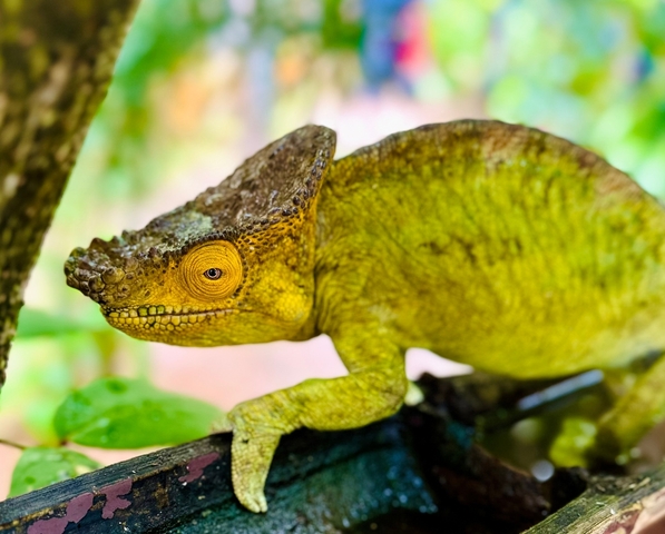       Close-up of a chameleon on a branch.
  