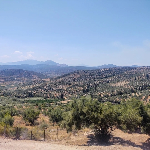       Scenic view of a mountainous landscape with olive groves.
  