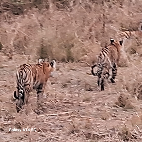 Two tigers walking away in a dry terrain.