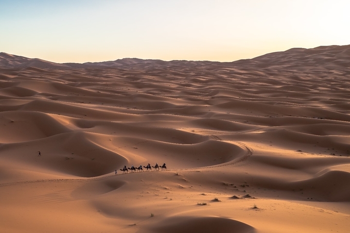 Camels walking in a line on vast desert dunes at sunset.
