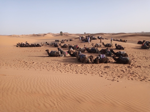 A group of camels lying in the desert sand.