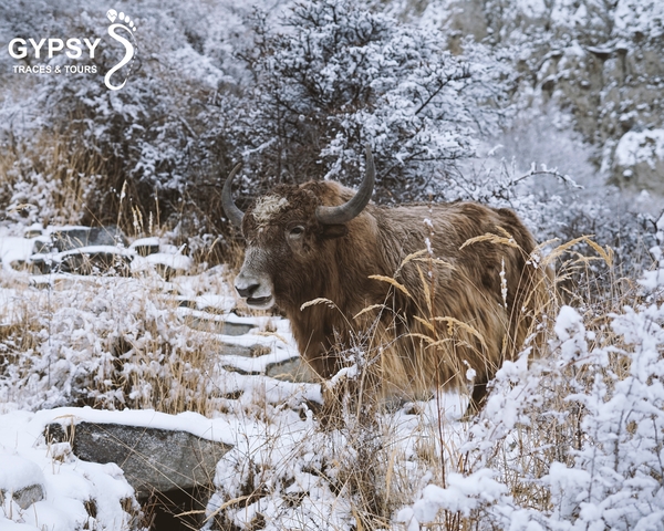       Yak standing on a snowy path.
  