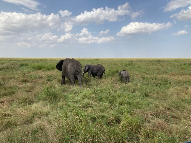 Elephants walking across a grassy plain.