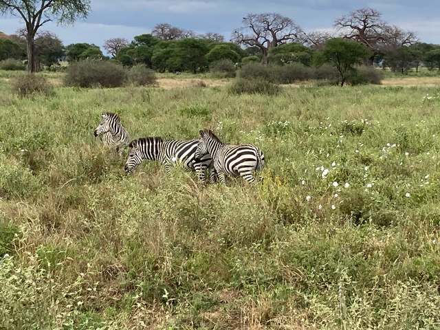 Zebras grazing in a grassy field.