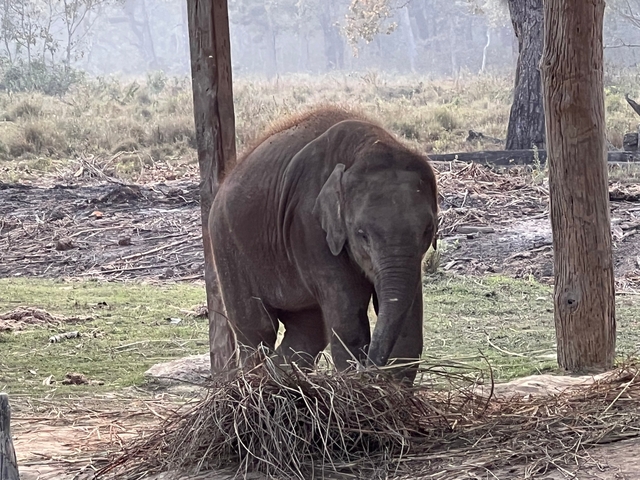       Elephant feeding in a forested area.
  