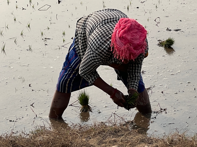       Person planting rice in a flooded paddy field.
  