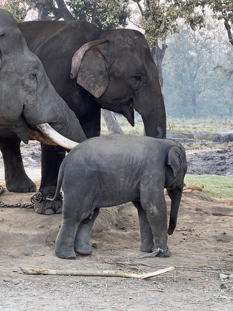       Elephant with a calf in a forested area.
  