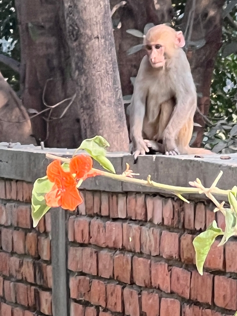       Monkey sitting on a wall with a flower in the foreground.
  