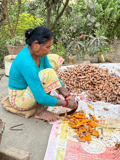       Woman sitting on the ground preparing turmeric.
  