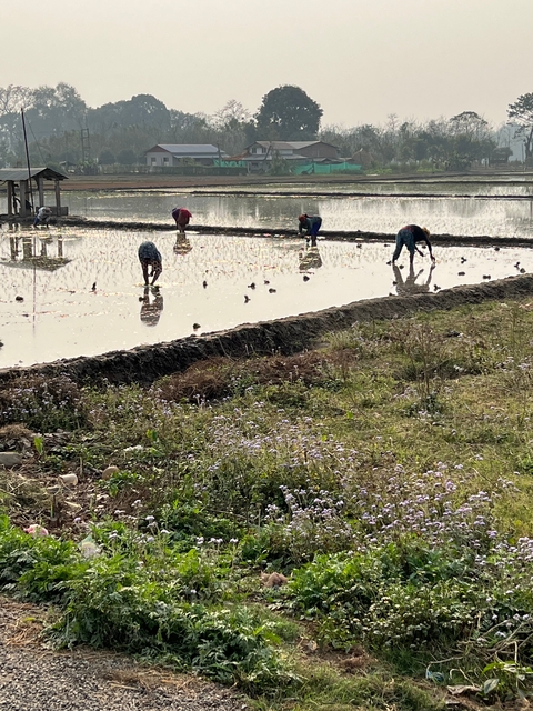       People working in a flooded rice field.
  