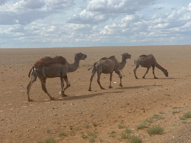 Three camels walking through the desert.