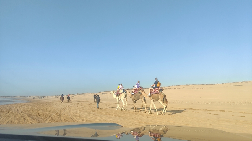 People riding camels on a beach with sand dunes.