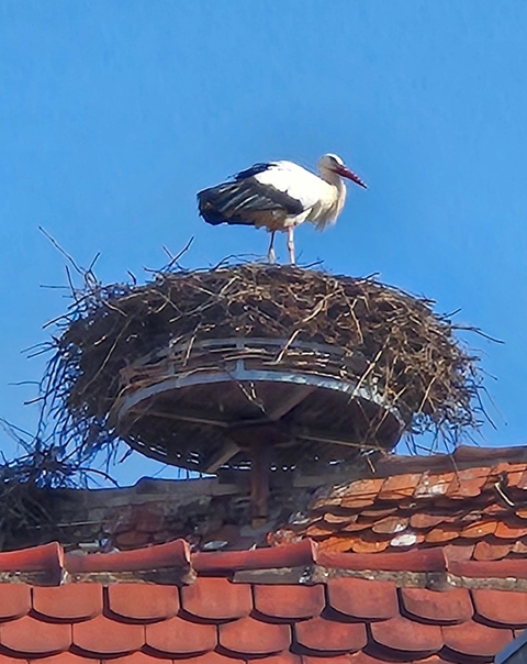 Stork standing on a nest against a blue sky.