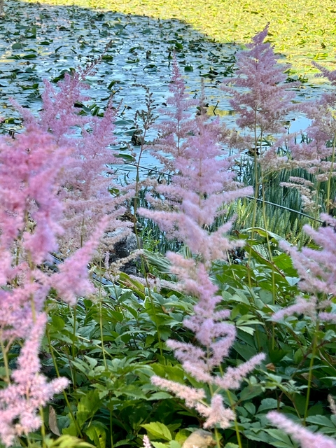Close-up of pink flowers near water.