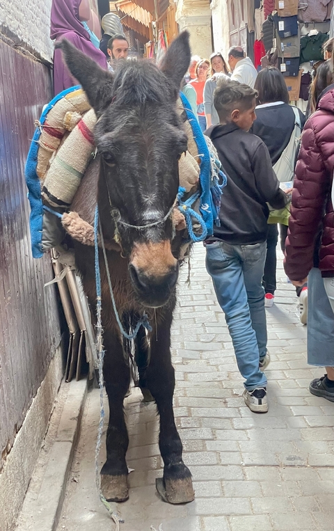       Close-up of a donkey on a street.
  