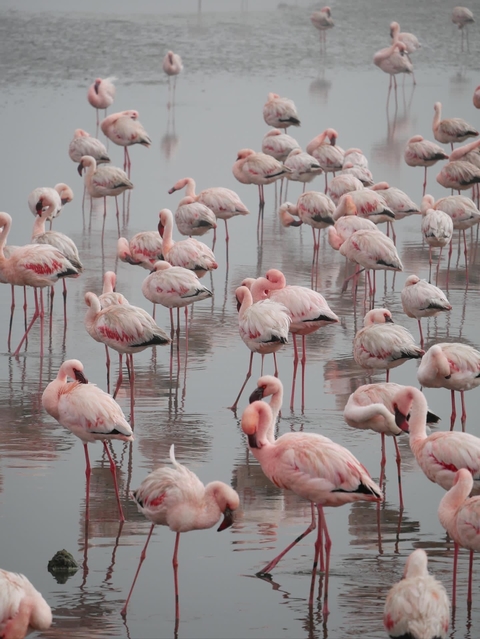      Several flamingos standing in shallow water
  