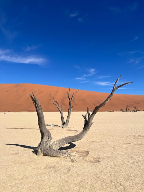       Dead Vlei with dead trees against a red dune
  