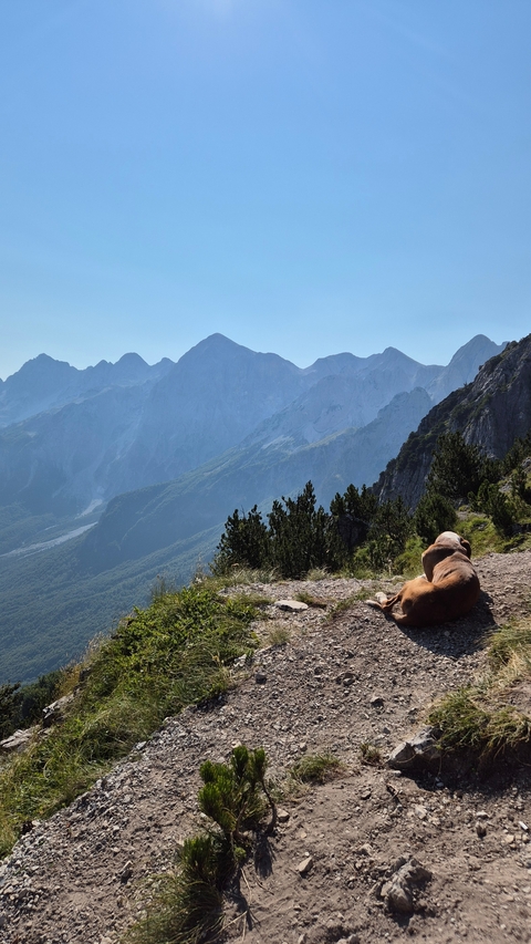 Dog resting on a mountain trail overlooking peaks.