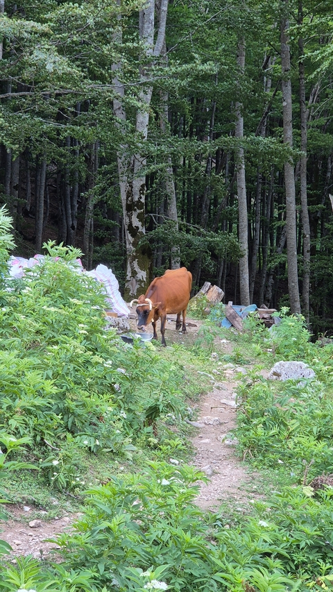 Cow grazing near a forest edge.