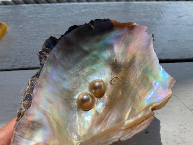 Shell with iridescent pearls on a surface.