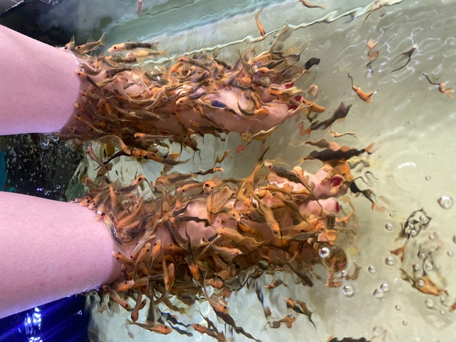       Feet submerged in water with fish around them.
  