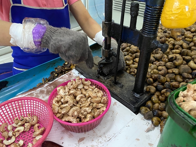       Person processing cashew nuts in a factory setting.
  