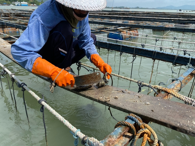 Worker at an oyster farm by the water.