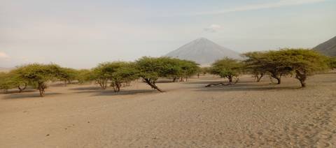       Landscape with trees and a mountain in the background.
  